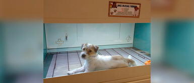 Surco: Intervienen a tienda que mantuvo encerrado a perro en una vitrina durante la cuarentena Surco: Intervienen a tienda que mantuvo encerrado a perro en una vitrina durante la cuarentena