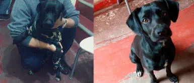 Abuelito de 93 años pide ayuda para encontrar a su perro: "Me siento triste sin Pirata" Abuelito de 93 años pide ayuda para encontrar a su perro: "Me siento triste sin Pirata"