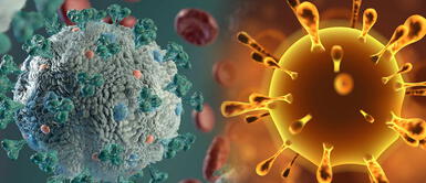 Identifican vía celular implicada en la resistencia al ébola y a los coronavirus Identifican vía celular implicada en la resistencia al ébola y a los coronavirus