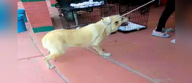 Perrita se niega a ser abandonada en un refugio y tira de la soga que sujetaba su dueña Perrita se niega a ser abandonada en un refugio y tira de la soga que sujetaba su dueña