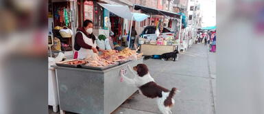 Comerciante se apiada y alimenta a perro sin hogar todos los días en Cajamarca Comerciante se apiada y alimenta a perro sin hogar todos los días en Cajamarca