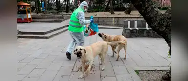 Municipalidad impondrá multas a las personas que intenten alimentar a los animales de la calle Municipalidad impondrá multas a las personas que intenten alimentar a los animales de la calle