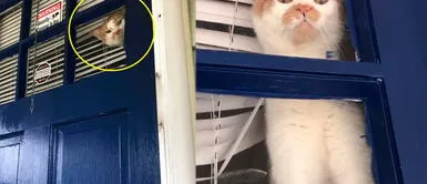 Gato celoso mira a su propietaria afuera de casa y trata de salir para estar con ella | VIDEO Gato celoso mira a su propietaria afuera de casa y trata de salir para estar con ella | VIDEO