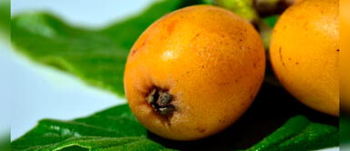 El níspero, el superalimento andino que ayuda a fortalecer el sistema inmune El níspero, el superalimento andino que ayuda a fortalecer el sistema inmune