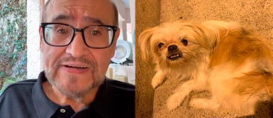 Édgar Vivar pide ayuda para que perro perdido en Comas vuelva a casa | VIDEO Édgar Vivar pide ayuda para que perro perdido en Comas vuelva a casa | VIDEO