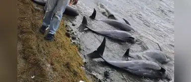 Encuentran al menos 17 delfines muertos en el Océano Índico debido al derrame de petróleo Encuentran al menos 17 delfines muertos en el Océano Índico debido al derrame de petróleo
