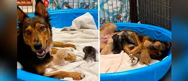 Perrita rescatada que perdió a sus bebés se convierte en madre de tres gatitos huérfanos Perrita rescatada que perdió a sus bebés se convierte en madre de tres gatitos huérfanos