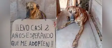 "Llevo casi 2 años esperando que me adopten", dice el cartel de una perrita albergada "Llevo casi 2 años esperando que me adopten", dice el cartel de una perrita albergada