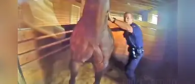 Policías rescatan de un feroz incendio a un atemorizado caballo que no podía moverse Policías rescatan de un feroz incendio a un atemorizado caballo que no podía moverse