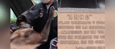 Arno, el perrito policía que recibió disparos para salvar a su compañero | VIDEO Arno, el perrito policía que recibió disparos para salvar a su compañero | VIDEO