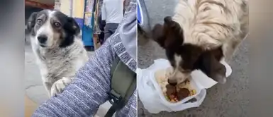Perrito abandonado coloca una de sus patitas en el hombro de joven que lo alimentó Perrito abandonado coloca una de sus patitas en el hombro de joven que lo alimentó