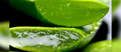 La sábila, la planta milenaria que ayuda a combatir la gastritis y la psoriasis La sábila, la planta milenaria que ayuda a combatir la gastritis y la psoriasis