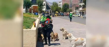 Mujer policía se apiada y alimenta a perros sin hogar que deambulaban en una plaza de Cusco Mujer policía se apiada y alimenta a perros sin hogar que deambulaban en una plaza de Cusco
