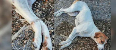 Rescatan a perrita que fue abandonada en un cementerio con las patas amarradas Rescatan a perrita que fue abandonada en un cementerio con las patas amarradas