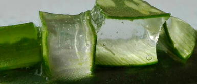 Aprende a congelar cubitos de sábila en casa Aprende a congelar cubitos de sábila en casa