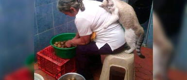 Gato agradece con tierno abrazo a abuelita por rescatarlo Gato agradece con tierno abrazo a abuelita por rescatarlo