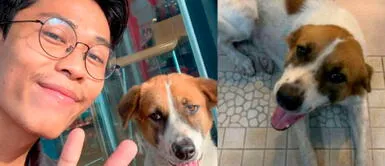 Perrita sin hogar busca por toda la ciudad a joven que le dio cariño en la playa Perrita sin hogar busca por toda la ciudad a joven que le dio cariño en la playa