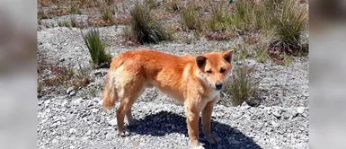 Reaparecen perros cantores luego de 50 años en Indonesia Reaparecen perros cantores luego de 50 años en Indonesia