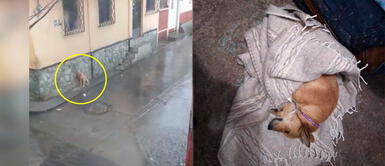 Mujer se apiada y rescata a perrita que tiritaba de frío bajo la intensa lluvia | VIDEO Mujer se apiada y rescata a perrita que tiritaba de frío bajo la intensa lluvia | VIDEO