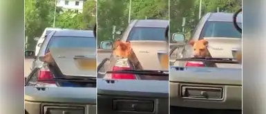 Hombre es denunciado por llevar a un perro en su auto mientras se golpeaba con el maletero Hombre es denunciado por llevar a un perro en su auto mientras se golpeaba con el maletero