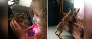 Conejito sin hogar regresa todos los días para visitar a la familia que lo rescató y crió Conejito sin hogar regresa todos los días para visitar a la familia que lo rescató y crió