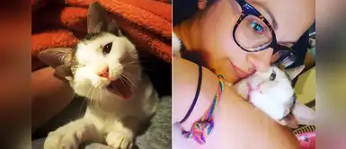 Gato con 4 orejas y un solo ojo fue adoptado por una mujer que ya acogió a 80 mascotas Gato con 4 orejas y un solo ojo fue adoptado por una mujer que ya acogió a 80 mascotas