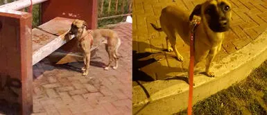 Vecinos reportan abandono de una perrita en un parque de SJL | FOTOS Vecinos reportan abandono de una perrita en un parque de SJL | FOTOS