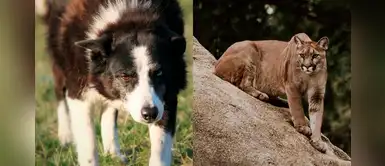 Perro arriesgó su vida para salvar a un niño de 10 años del feroz ataque de un puma Perro arriesgó su vida para salvar a un niño de 10 años del feroz ataque de un puma