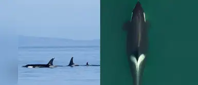 Una orca que lloró la muerte de su cría durante 17 días volvió a ser madre luego de 2 años Una orca que lloró la muerte de su cría durante 17 días volvió a ser madre luego de 2 años