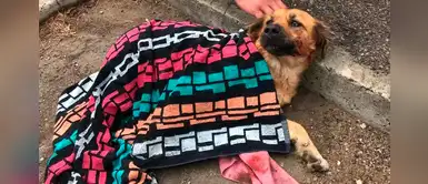 Hombre ayuda a un perro sin hogar tras haberlo arrollado de manera accidental | FOTOS Hombre ayuda a un perro sin hogar tras haberlo arrollado de manera accidental | FOTOS