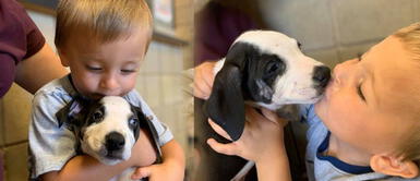 Niño con labio leporino se emociona al adoptar a cachorra con la misma condición Niño con labio leporino se emociona al adoptar a cachorra con la misma condición