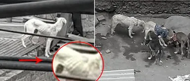 Seis perros viven en condiciones deplorables y vecinos denuncian omisión de autoridades Seis perros viven en condiciones deplorables y vecinos denuncian omisión de autoridades
