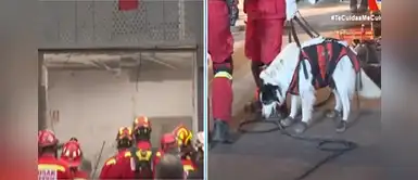 Perros rescatistas colaboran en la búsqueda de albañil atrapado en derrumbe de Av. Abancay Perros rescatistas colaboran en la búsqueda de albañil atrapado en derrumbe de Av. Abancay