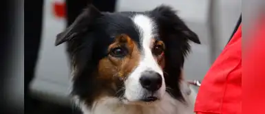 Conoce a Bono, el perro rescatista que colabora en la búsqueda albañil atrapado en derrumbe Conoce a Bono, el perro rescatista que colabora en la búsqueda albañil atrapado en derrumbe