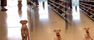 Perros tienen emotivo reencuentro después de estar alejados por la pandemia | VIDEO Perros tienen emotivo reencuentro después de estar alejados por la pandemia | VIDEO