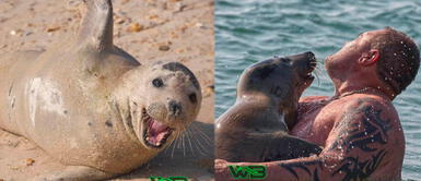 Sammy, la foca que ama jugar y nadar con los bañistas en la playa Sammy, la foca que ama jugar y nadar con los bañistas en la playa