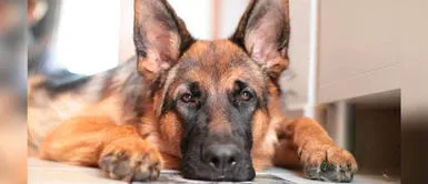 Perro falleció luego de salvar la vida de su dueño en un incendio Perro falleció luego de salvar la vida de su dueño en un incendio