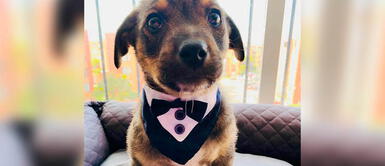 Familia dejó plantado a perrito rescatado Vicente el día de su adopción Familia dejó plantado a perrito rescatado Vicente el día de su adopción