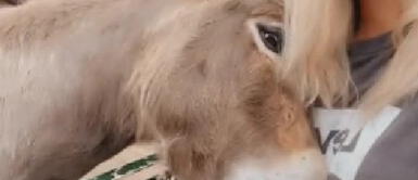 Burro tiene emotiva reacción al reencontrarse con la mujer que lo cuidó desde pequeño Burro tiene emotiva reacción al reencontrarse con la mujer que lo cuidó desde pequeño