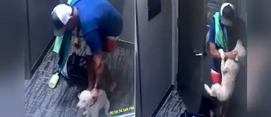 Denuncian a exitoso empresario por maltratar a su perro de 4 meses en la puerta de su casa Denuncian a exitoso empresario por maltratar a su perro de 4 meses en la puerta de su casa