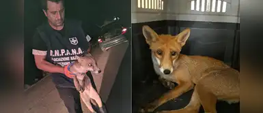 Grupo de conductores rescataron a un zorro herido: "Con la mirada parecía pedir ayuda" Grupo de conductores rescataron a un zorro herido: "Con la mirada parecía pedir ayuda"