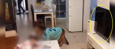 Perro avisa a niña para que apague la televisión y haga su tarea tras la llegada de su papá Perro avisa a niña para que apague la televisión y haga su tarea tras la llegada de su papá
