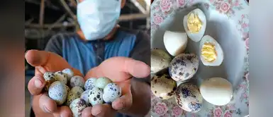 Avicultor pide ayuda para vender huevitos de codorniz: "Necesito alimentar a mis aves" Avicultor pide ayuda para vender huevitos de codorniz: "Necesito alimentar a mis aves"