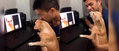 Perro se pone a llorar al ver a su dueña por videollamada después de varios días Perro se pone a llorar al ver a su dueña por videollamada después de varios días