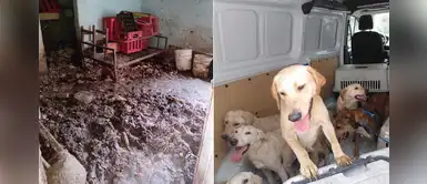 Autoridades rescataron a 27 perros que eran criados para el comercio ilegal de mascotas Autoridades rescataron a 27 perros que eran criados para el comercio ilegal de mascotas