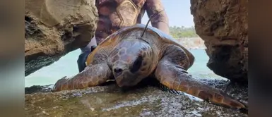 Rescatan a una tortuga que había sido lastimada de manera intencional con una lanza Rescatan a una tortuga que había sido lastimada de manera intencional con una lanza