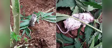 Ratón fue captado comiendo una planta de cannabis y terminó desmayándose en el jardín Ratón fue captado comiendo una planta de cannabis y terminó desmayándose en el jardín