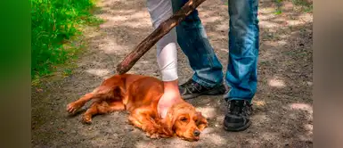 Sin orden judicial: Policías podrán ingresar a casas donde se registre maltrato animal Sin orden judicial: Policías podrán ingresar a casas donde se registre maltrato animal