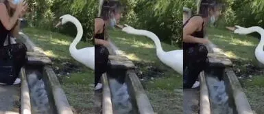 Cisne jala la mascarilla de una mujer y le enseña cómo usarlo correctamente Cisne jala la mascarilla de una mujer y le enseña cómo usarlo correctamente