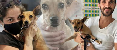 Perrita víctima de maltrato animal tiene una segunda oportunidad para ser feliz Perrita víctima de maltrato animal tiene una segunda oportunidad para ser feliz